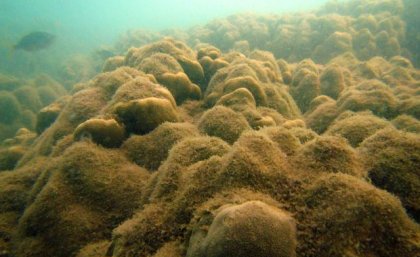 A coral reef with algal overgrowth. Image: Joleah Lamb. An underwater photo of a coral reef showing algal overgrowth.